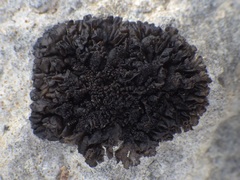 Lathagrium auriforme