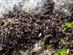 Lathagrium auriforme