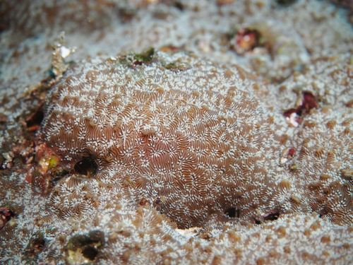 Pavona chiriquiensis observed 2026-02-11