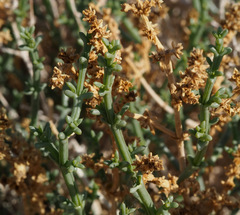 Anabasis setifera