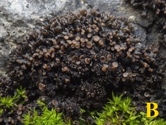 Lathagrium auriforme