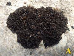 Lathagrium auriforme