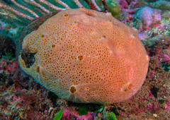 Hemimycale columella