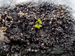 Lathagrium auriforme