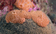 Hemimycale columella