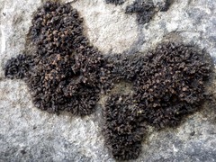 Lathagrium auriforme