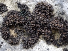 Lathagrium auriforme