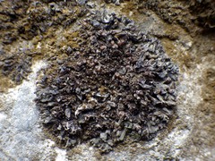 Lathagrium auriforme