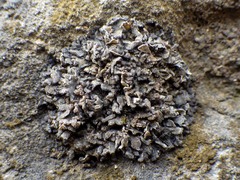 Lathagrium auriforme