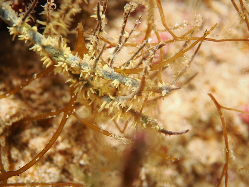 Black coral