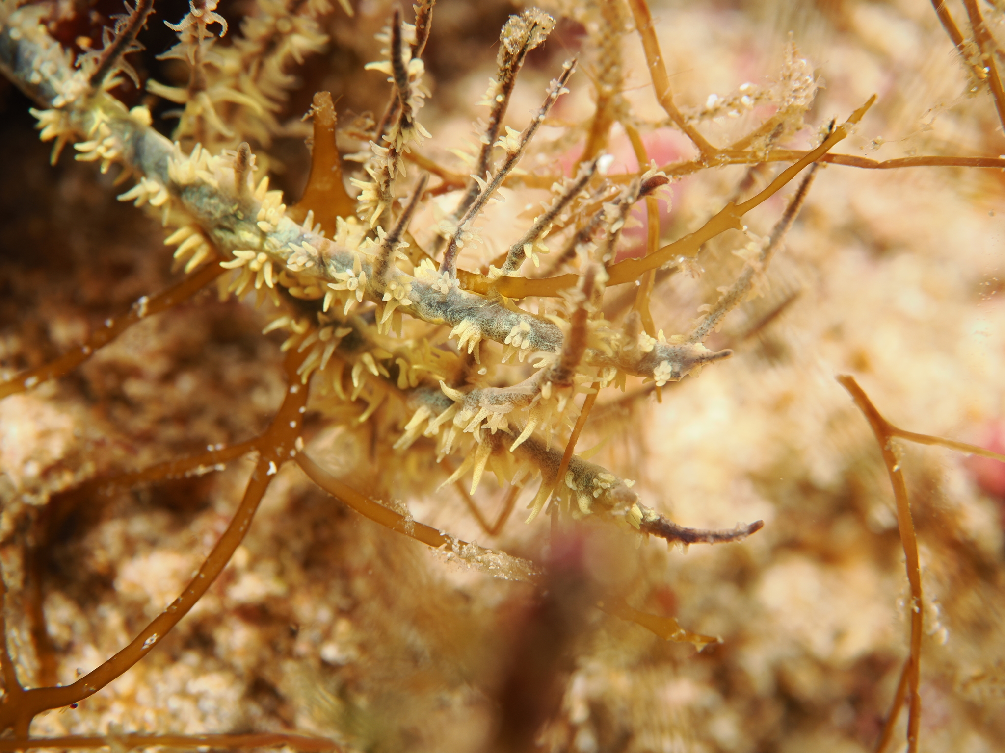 Antipathes galapagensis Deichmann, 1941