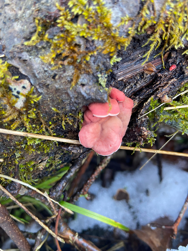 Phlebia incarnata · February 2026 · photo: © puppyy (iNaturalist, cc0)