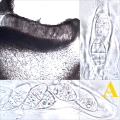 Lathagrium auriforme