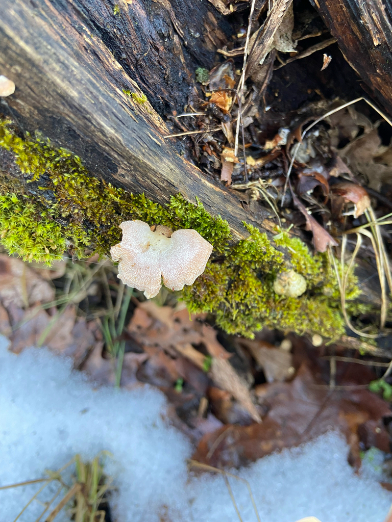 Panellus stipticus · February 2026 · photo: © puppyy (iNaturalist, cc0)