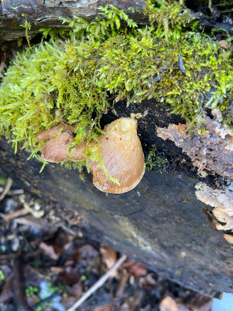 Sarcomyxa serotina · February 2026 · photo: © puppyy (iNaturalist, cc0)