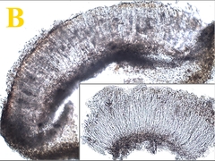 Lathagrium auriforme