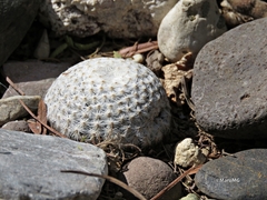 Mammillaria herrerae