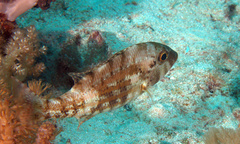 Lethrinus genivittatus