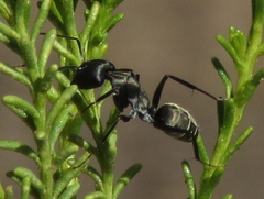 Camponotus eugeniae