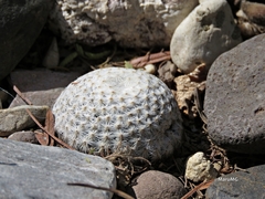 Mammillaria herrerae
