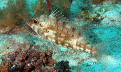 Lethrinus genivittatus