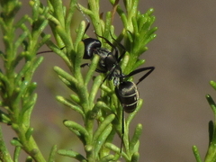 Camponotus eugeniae