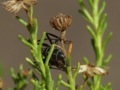 Camponotus eugeniae