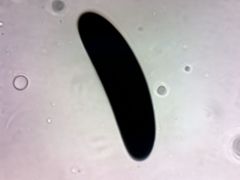 Kretzschmaria macrosperma