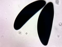 Kretzschmaria macrosperma