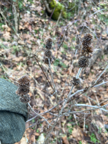 Hairy Wood Mint (Blephilia hirsuta)
