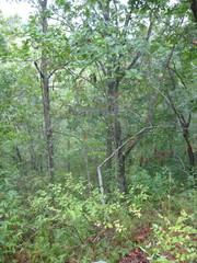 Crataegus calpodendron