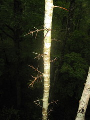 Crataegus calpodendron