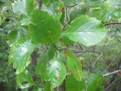 Crataegus calpodendron