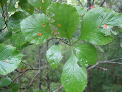 Crataegus calpodendron