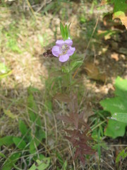 Agalinis auriculata