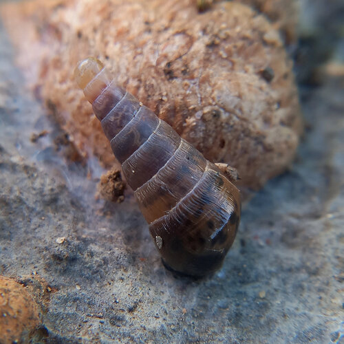 Rumina decollata