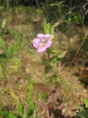 Agalinis auriculata