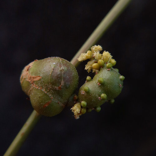 Longleaf Wattle Gall Wasp, photo 2 of 10