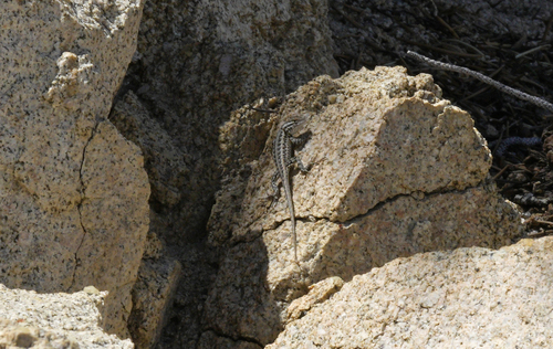 iNaturalist observation photo of Common Sagebrush Lizard
