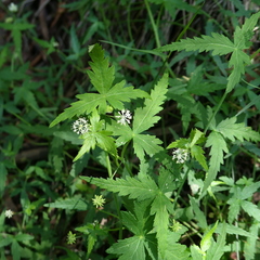 Hydrocotyle geraniifolia