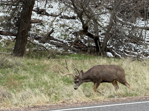 iNaturalist observation 2026-02-19