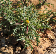 Asteriscus graveolens