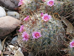 Mammillaria bombycina