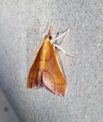 Udeini