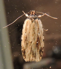Agonopterix atrodorsella