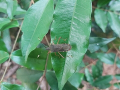 Leptoscelis elongator