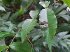 Leptoscelis elongator