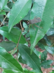 Leptoscelis elongator