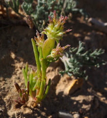 Pteranthus dichotomus