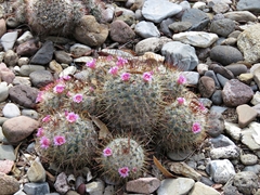 Mammillaria bombycina